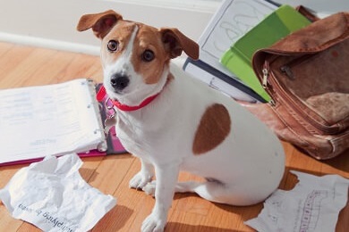 Guilty dog